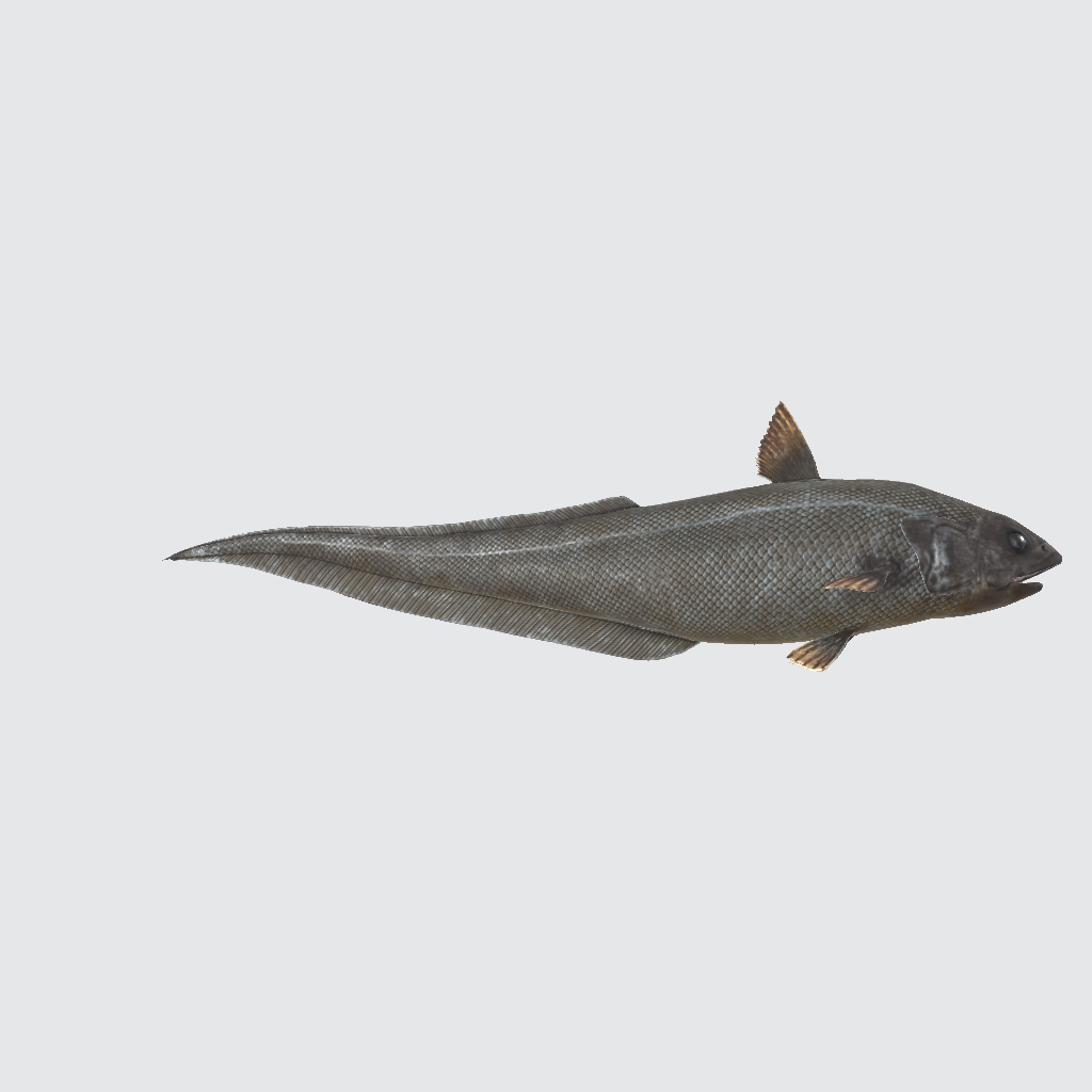 Abyssal Grenadier 3D Model
