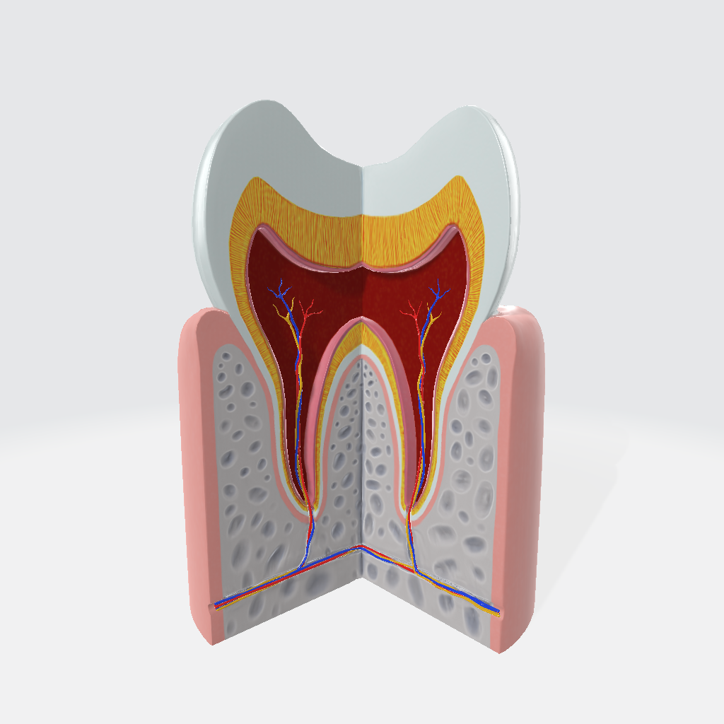 Human Tooth 3D Model
