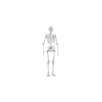 3D Model Rotation