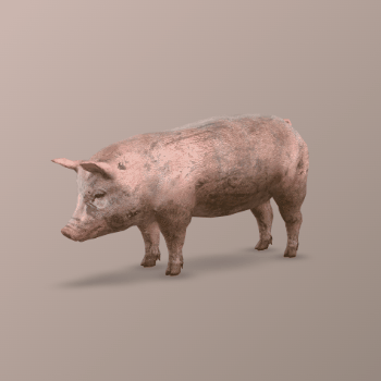3D Model Rotation