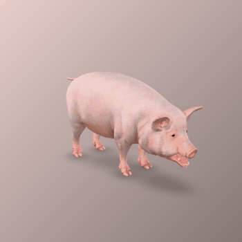 3D Model Rotation