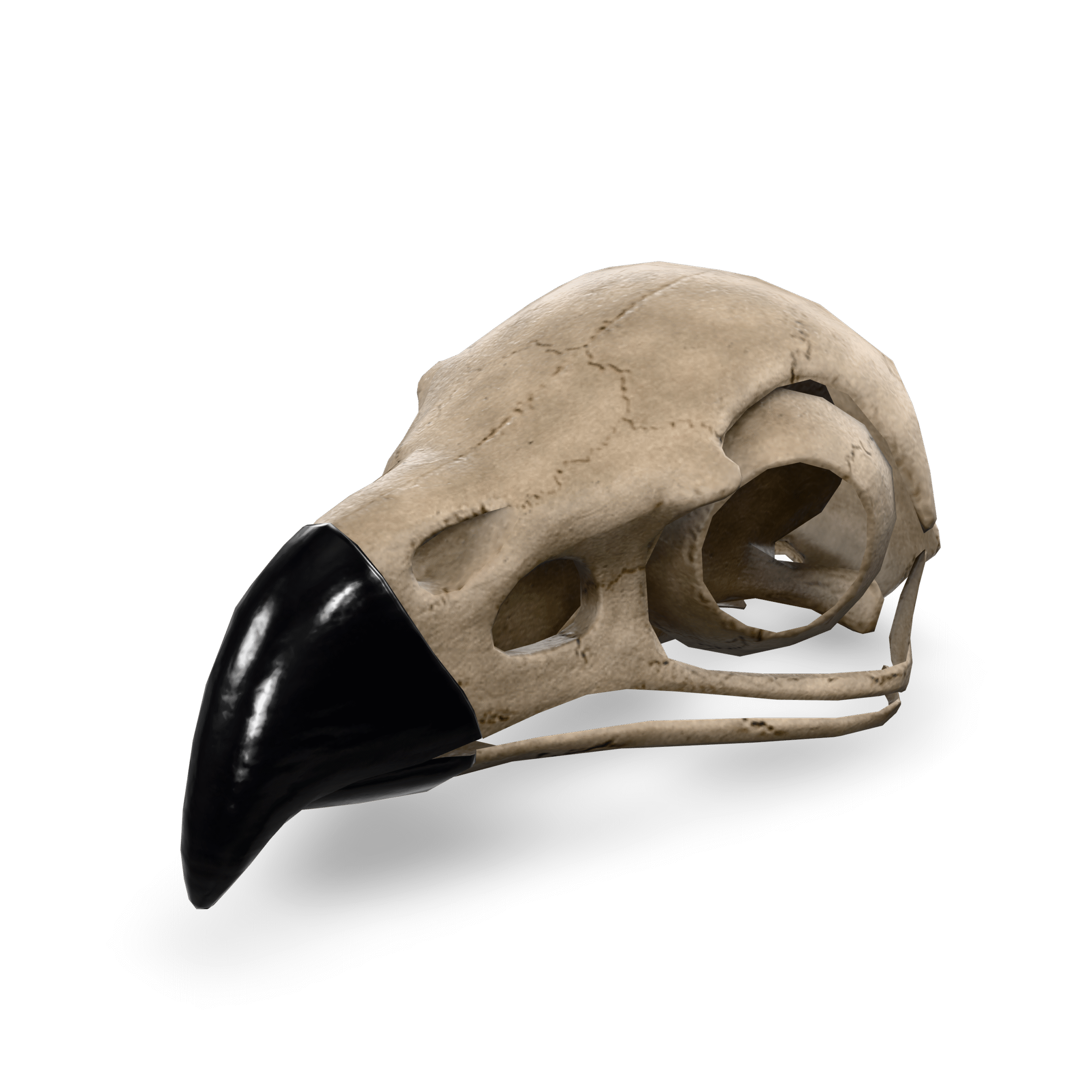 Bird Skull 3D Model