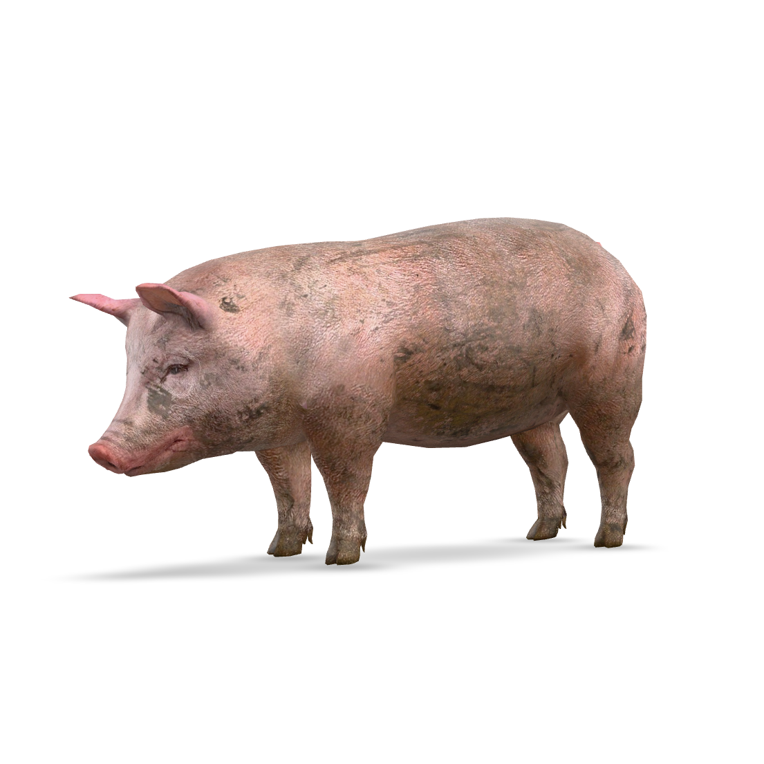 Muddy Piglet 3D Model