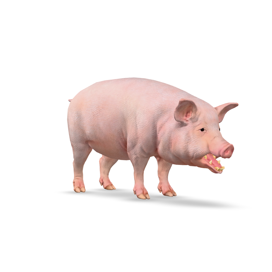 Realistic Pig 3D Model